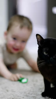Black beautiful cat sitting on the floor. Happy baby touches the pet's tail and feline steps aside. Vertical video