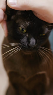 Beautiful black cat being pet by the owner. Male hand caressing the yellow-eyed cat. Close up. Vertical video