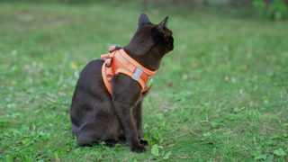 Calm peaceful black cat sitting on the green grass. Domestic feline in orange harness. Close up. Blurred backdrop.