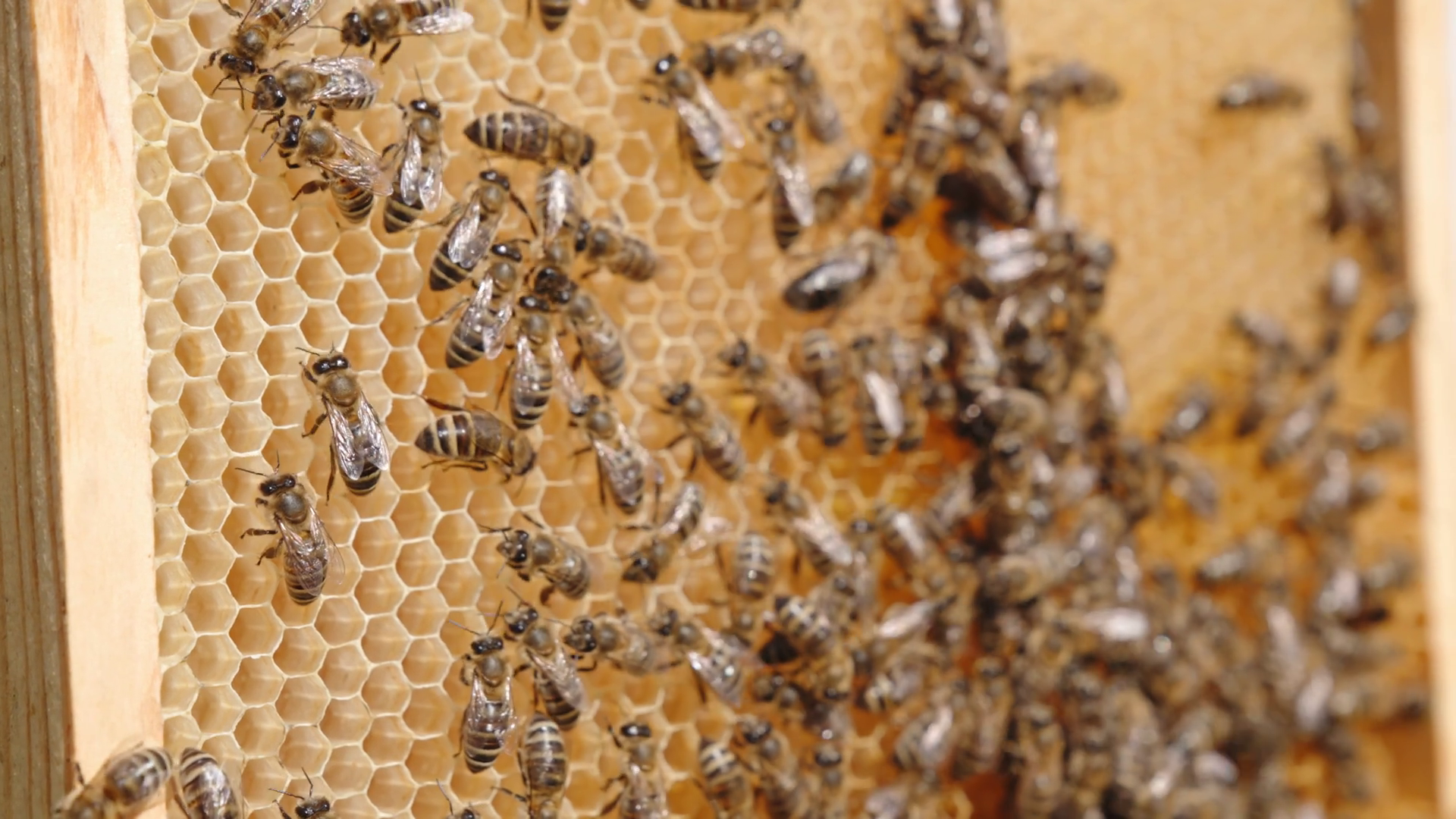 Colony Of Worker Bees Crawling Over Empty Stock Footage SBV-353030056 ...