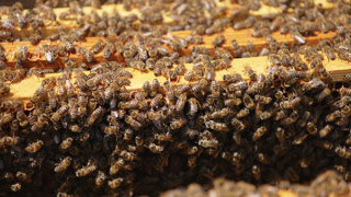 Big bee family covering the wooden frames in the hive. Opened beehive full of honey insects on sunny day. Close up.