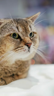 Pets. A sick cat lying on a litter in a hospital of the veterinary clinic. Vertical video