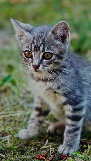 Baby Cat | Animals stock footage - Storyblocks