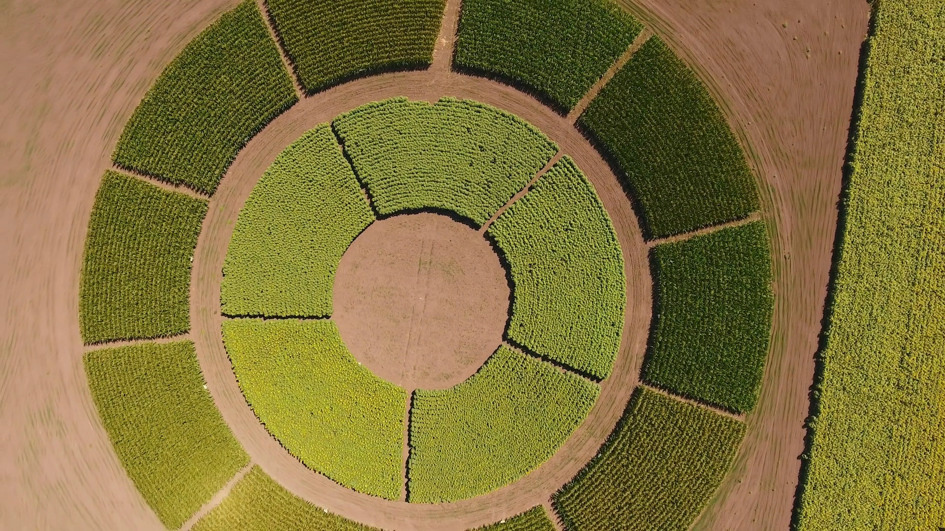 Field With Agricultural Plants Grown On Stock Footage SBV-353029584 ...