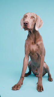 Elegant and purebred weimaraner dog sitting and panting against a solid light blue background. The beautiful canine is looking around
