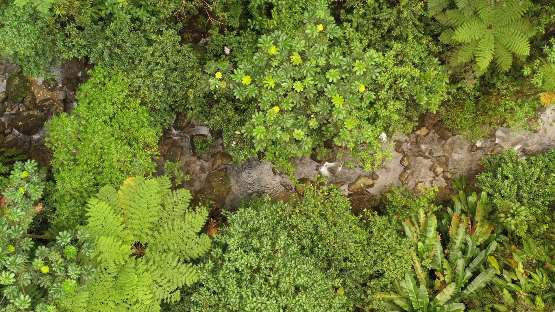 Aerial View Of Tropical Rainforest Canopy Stock Footage SBV-352821856 ...