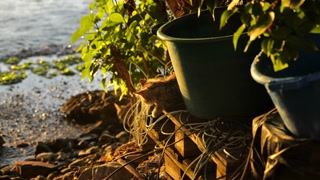 Kitten resting near ropes and buckets by the shore with warm sunlight shining through green leaves