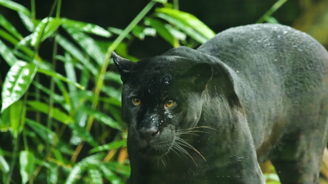 Panther Stock Footage: Royalty-Free Video Clips - Storyblocks