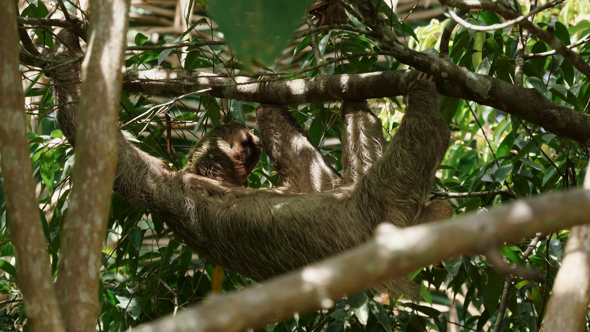 Majestic View Of Sloth Leisurely Navigating Stock Footage SBV-348544770 ...