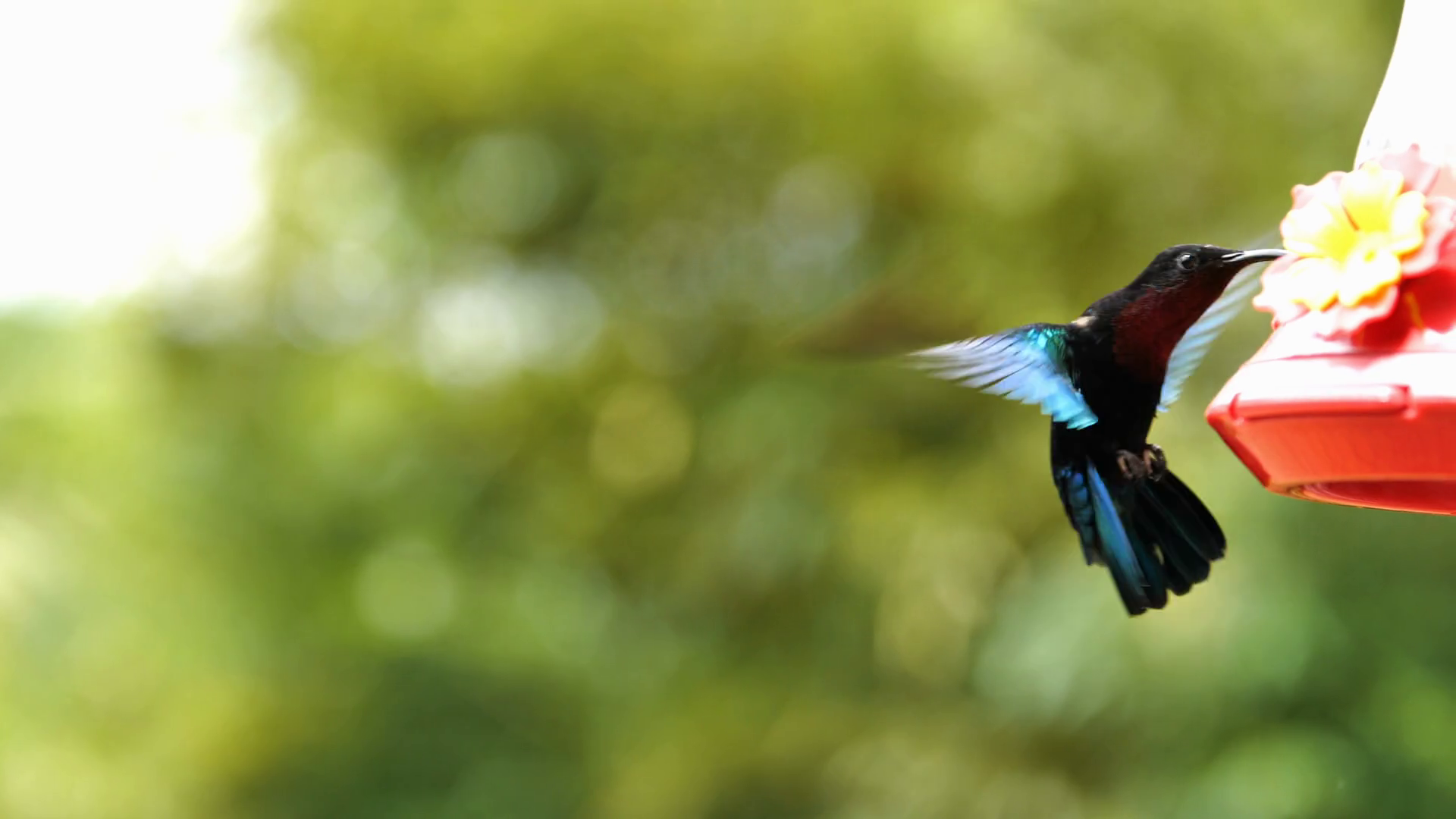 Eulampis Jugularis Humming Birds Feeding In Stock Footage SBV338831606