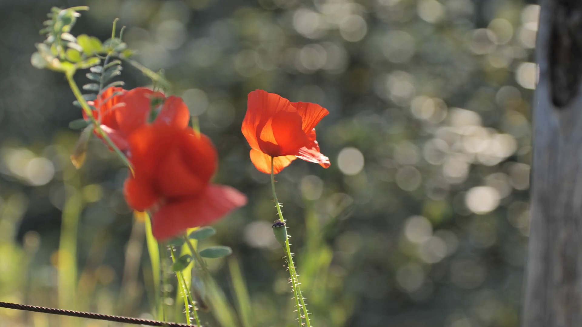 Red Poppy Flowers Near Tree Blurry Stock Footage SBV347320951 Storyblocks