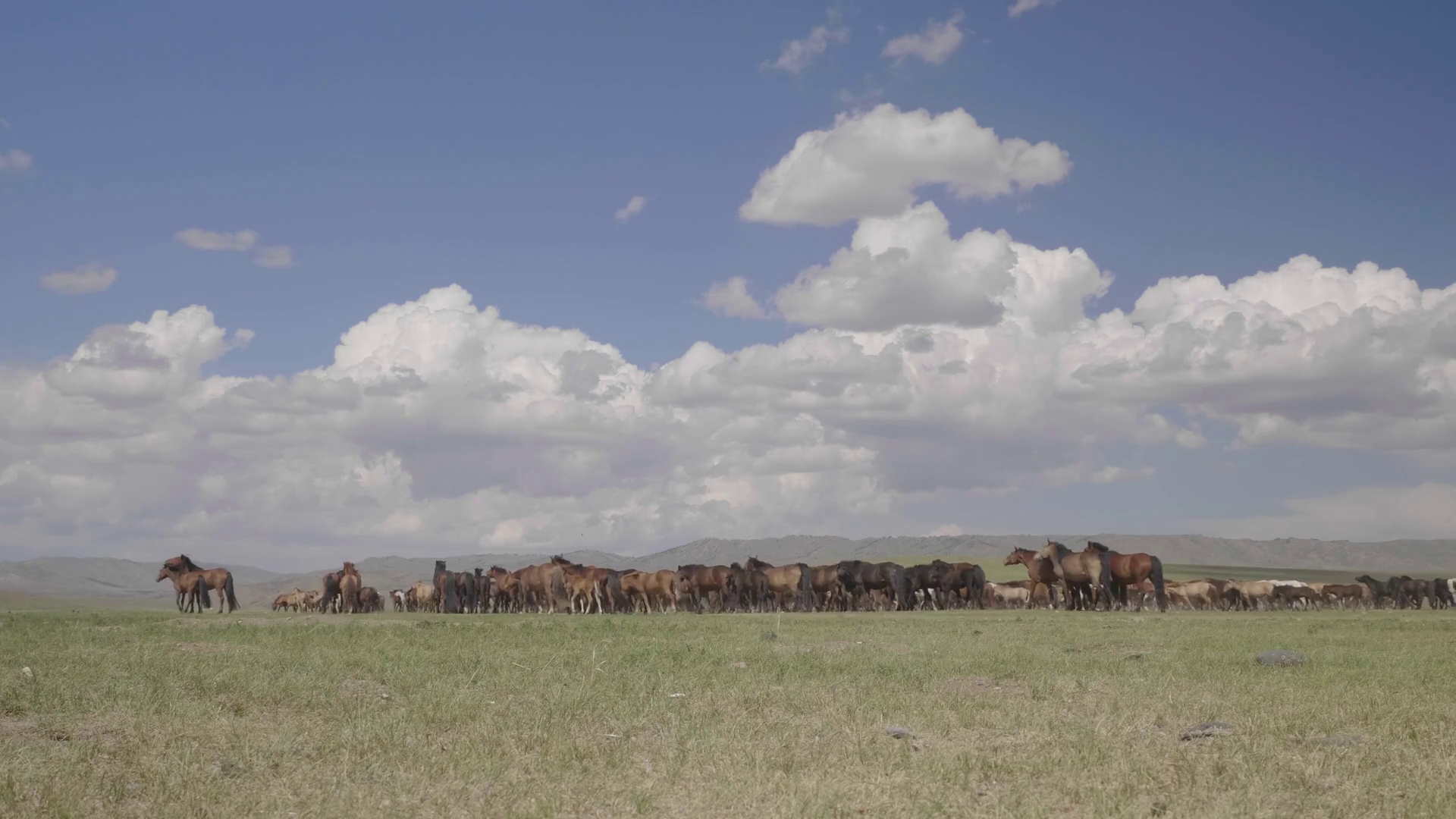 Herd of horses in wild mongolian steppes. Fix angle sunny afternoon ...
