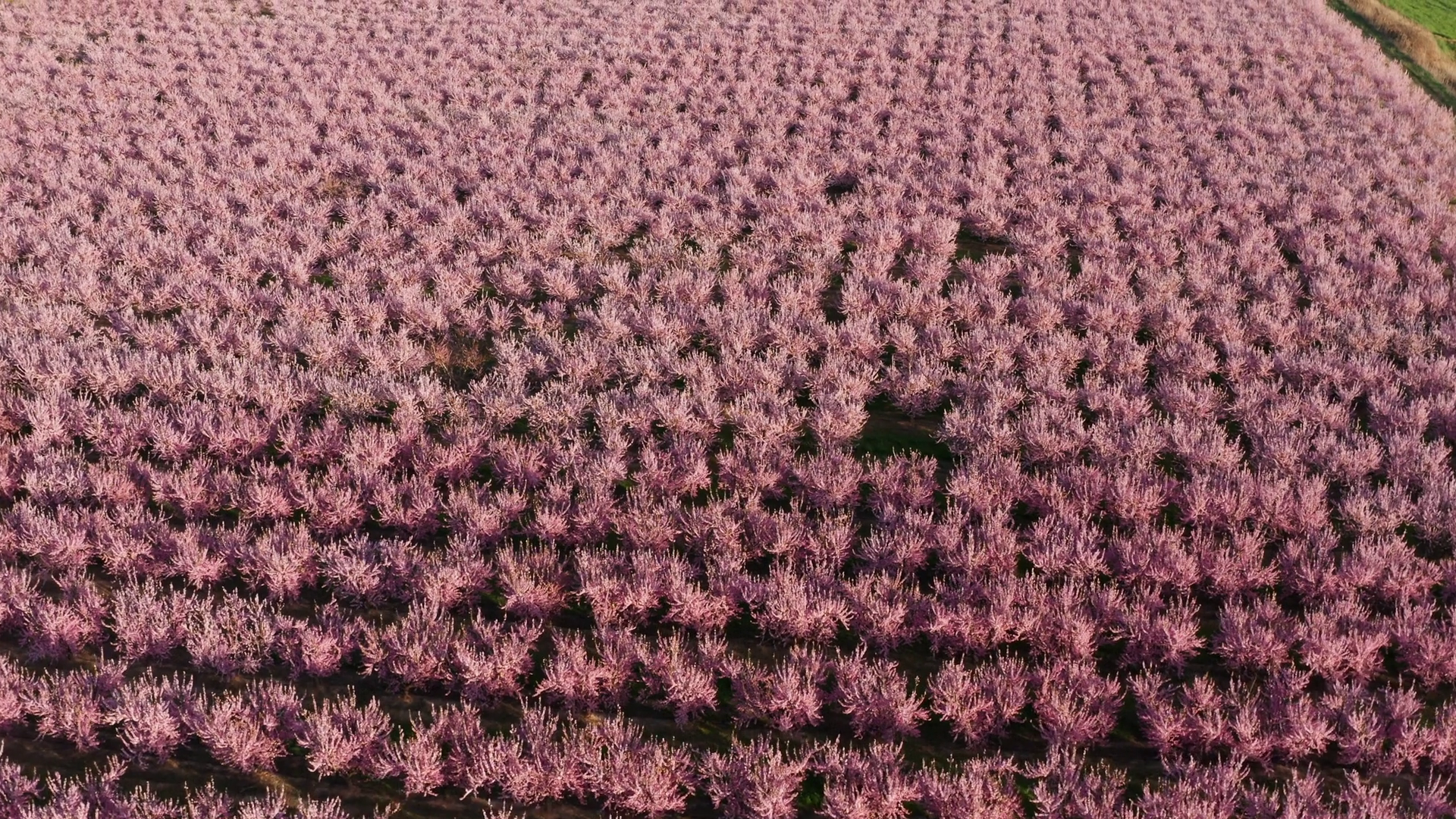 pink blossoming trees in Spain aerial shot almond and peach Aragon