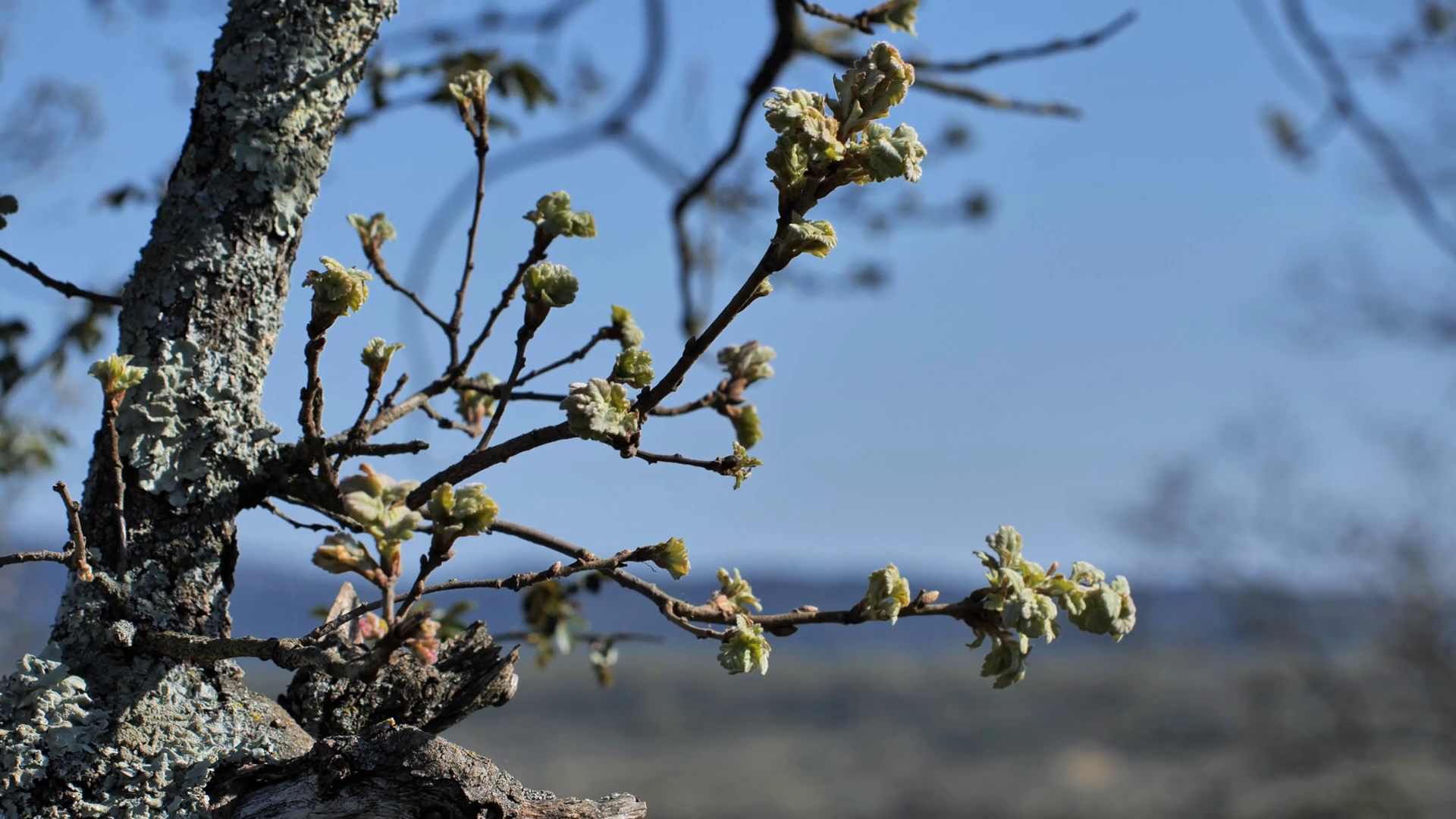 Branches Of Tree Full Of Buds Spring Season Stock Footage SBV-347320918 ...