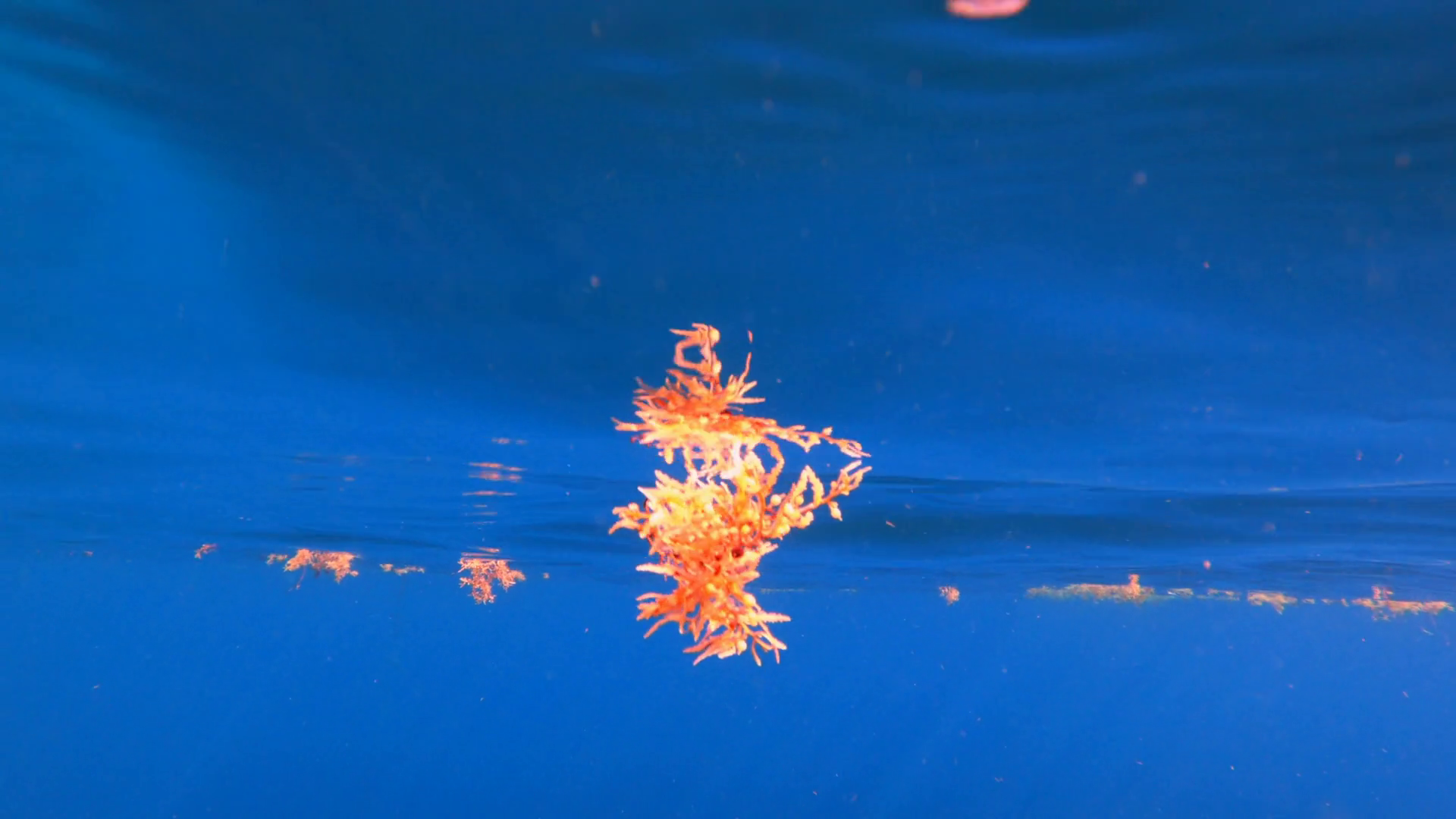 Sargassum Seaweed Floating Martinique Stock Footage SBV338831126 Storyblocks