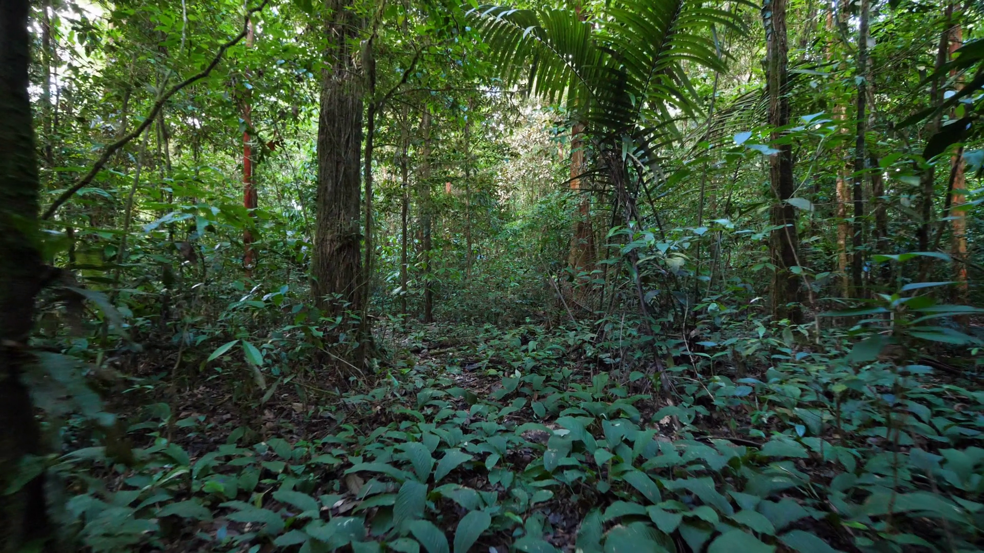 Far cry 3 джунгли. экспедиция в джунглях. приключенческие фильмы про джунгли. парк анага фото. джунгли 4к.