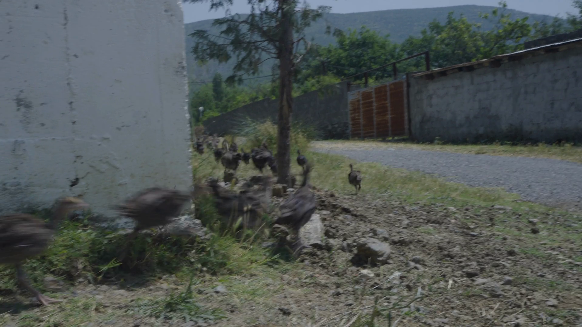 Flock Of Young Turkeys Roaming Rural Stock Footage SBV-352570521 ...