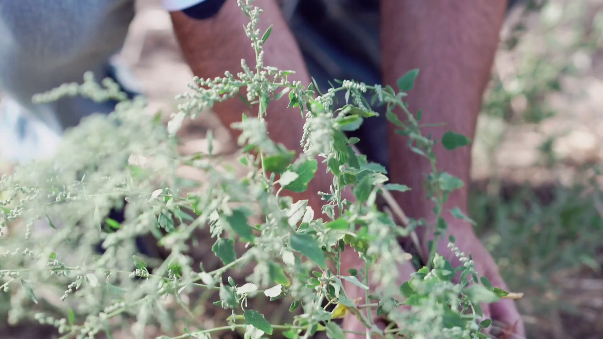 Agronomist�s hands uprooting a small plant seedling with