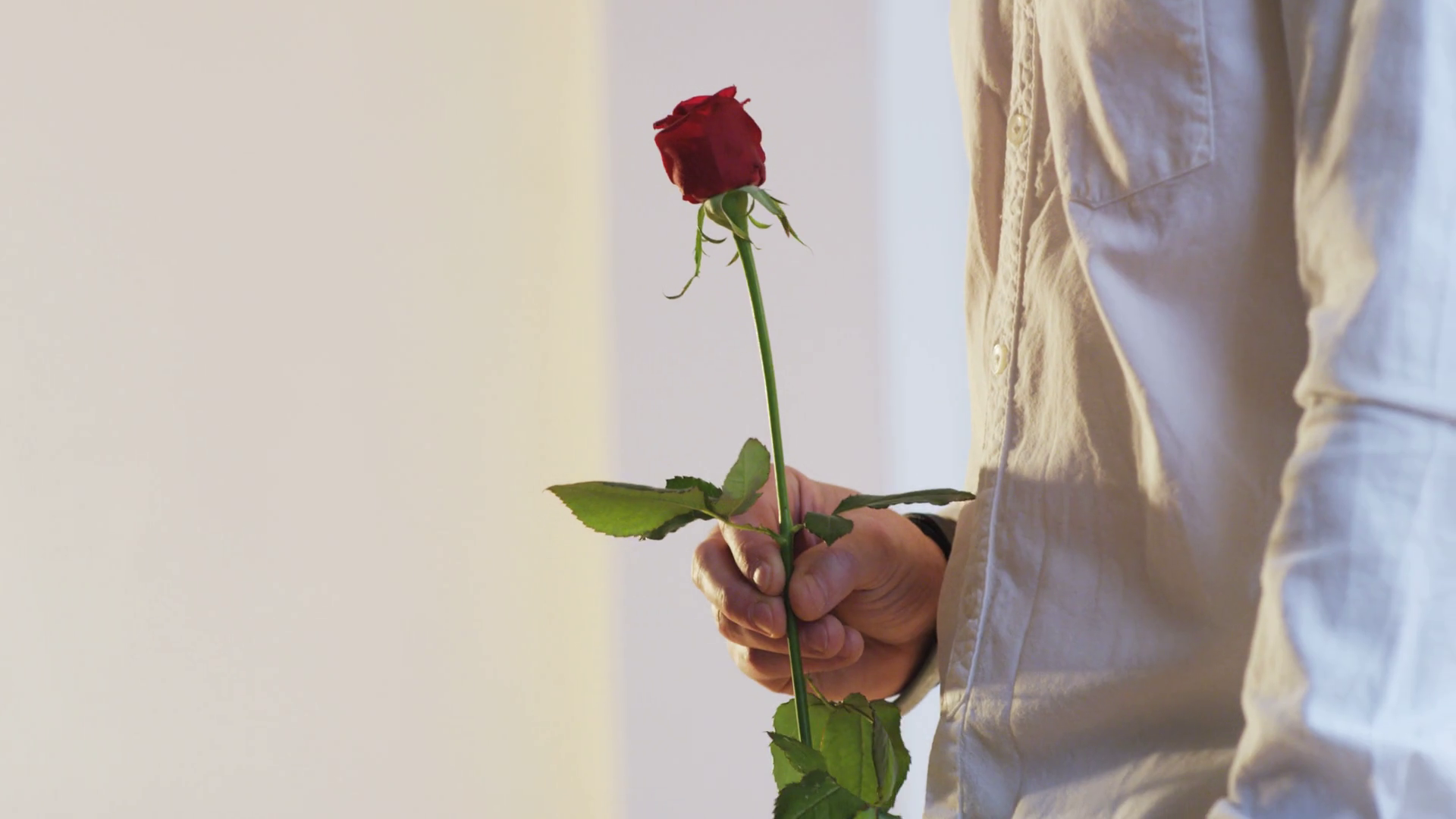 A Man Gives Red Rose To Woman Holds It Stock Footage SBV310775129