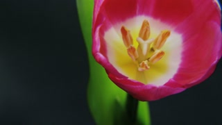 Purple Tulip Rotating