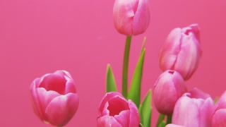 Purple Tulips Rotating on Pink Background