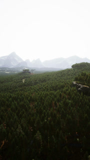 Forest of pine in the mountains