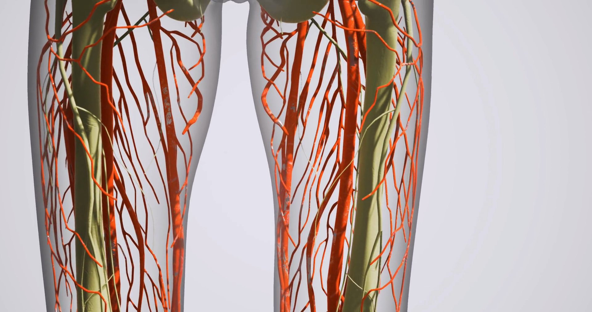 Anatomy Of Leg Blood Vessels: Veins Arteries Stock Motion Graphics SBV ...