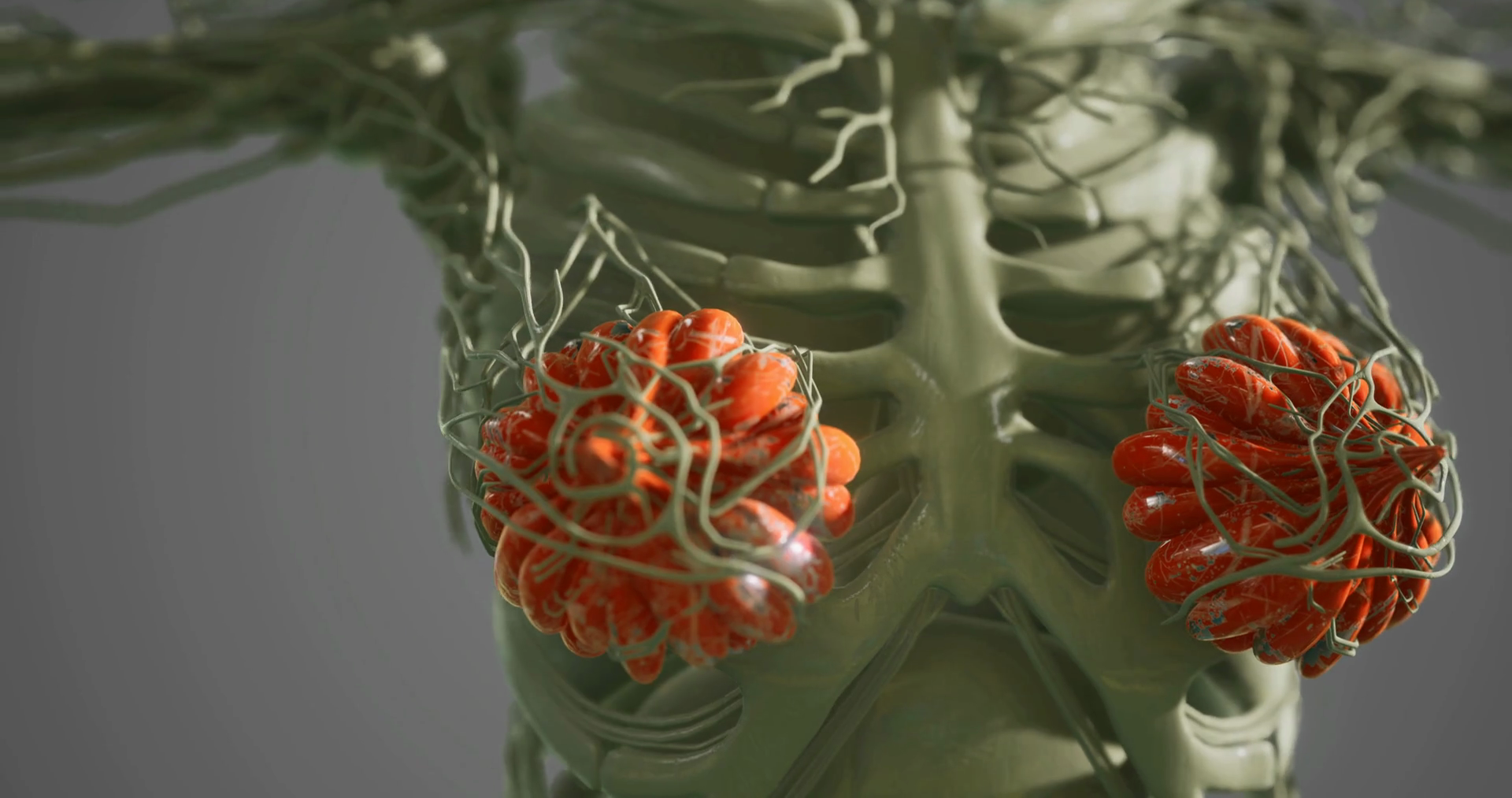 Detailed View Of Mammary Glands With Stock Motion Graphics SBV ...