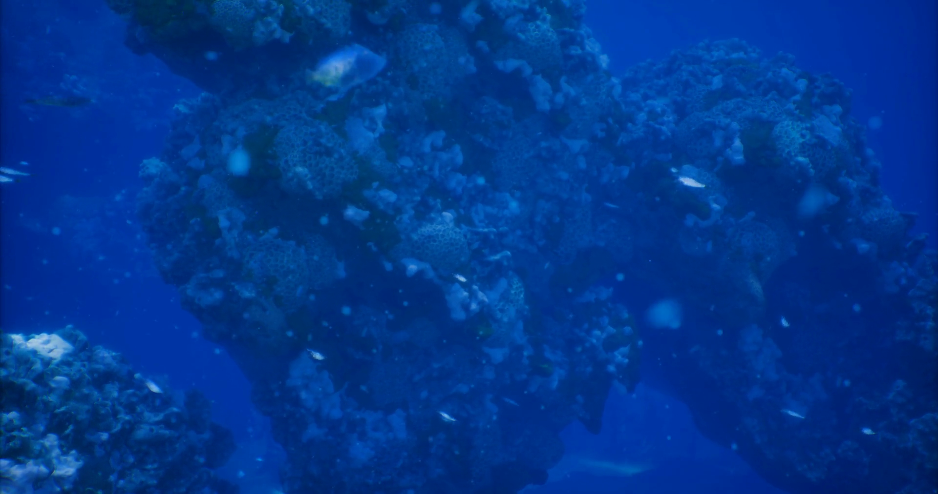 Underwater Rock Formations With Diverse Stock Motion Graphics SBV ...