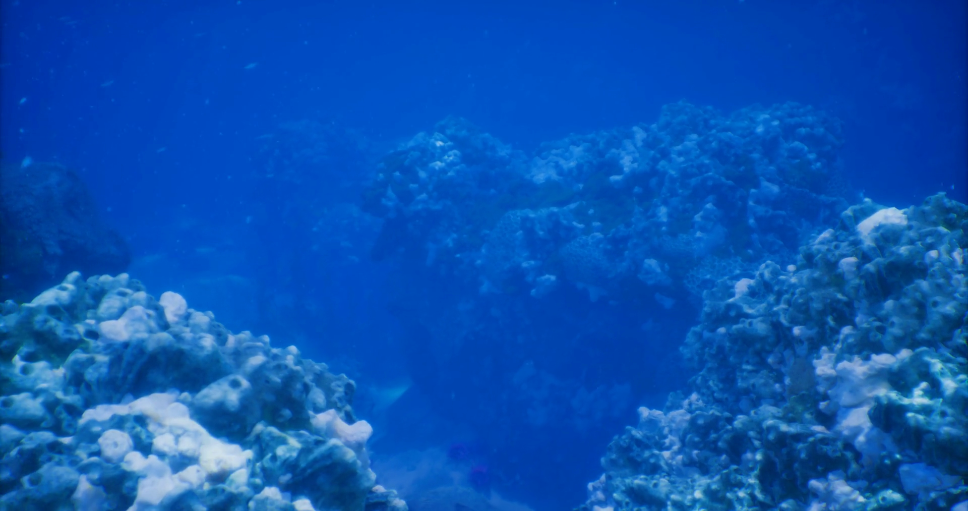 Beautiful Underwater Coral Reef Ecosystem Stock Motion Graphics SBV ...