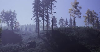 Misty morning forest landscape with tall trees and soft light effects