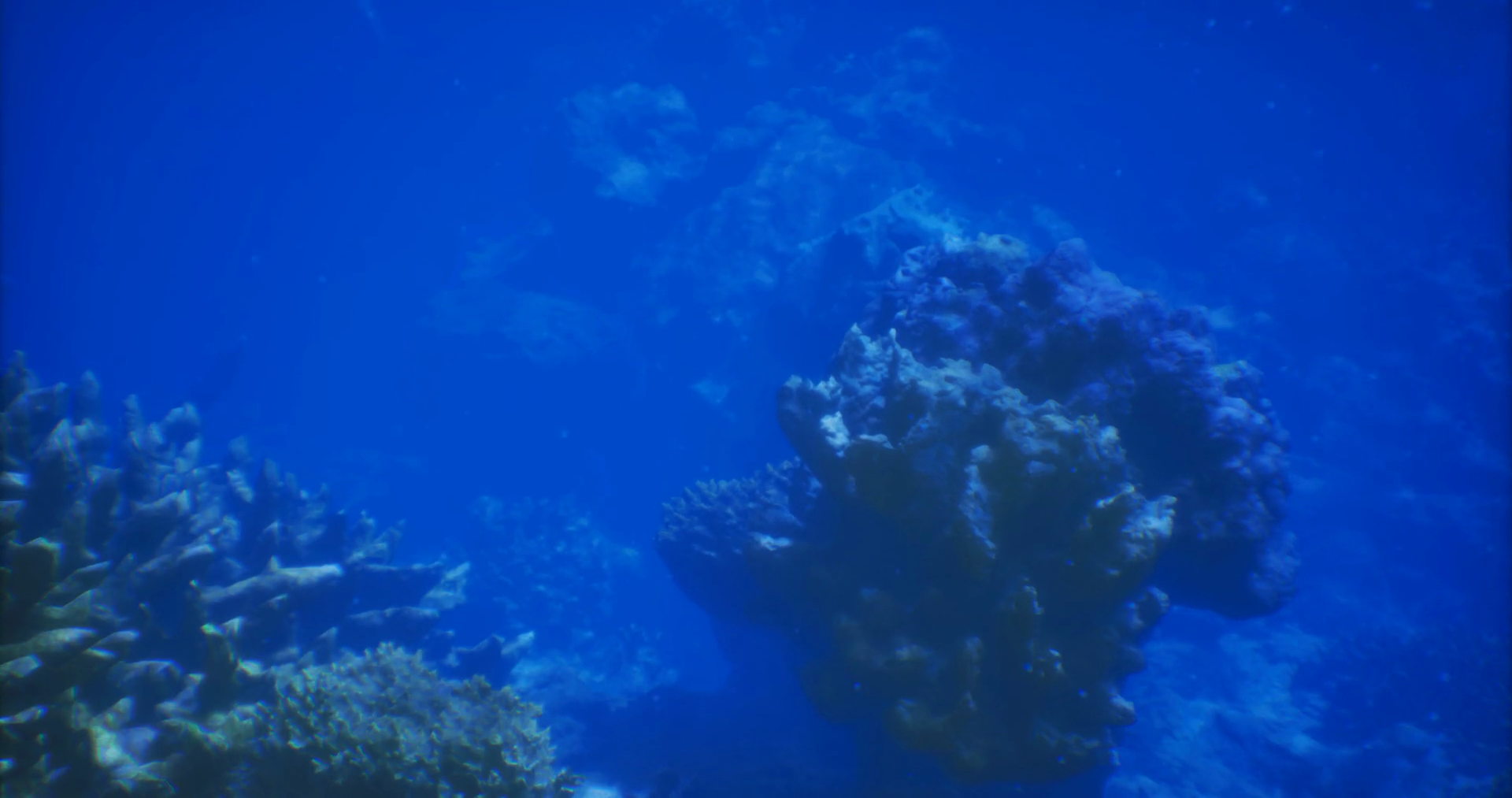 Vibrant Underwater Ecosystem Teeming With Stock Motion Graphics SBV ...