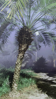 Misty pathway through tropical foliage on a serene morning