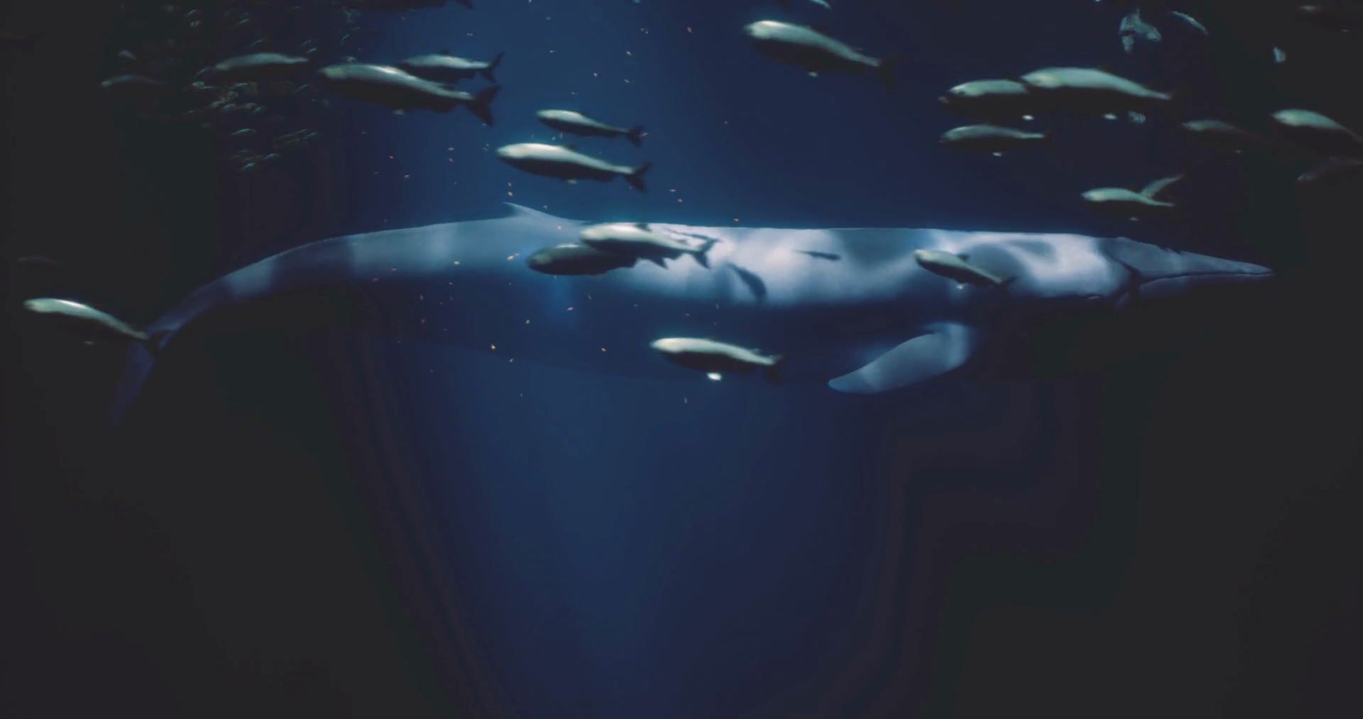 Distinctive Whale Swimming Gracefully Among Stock Motion Graphics SBV ...