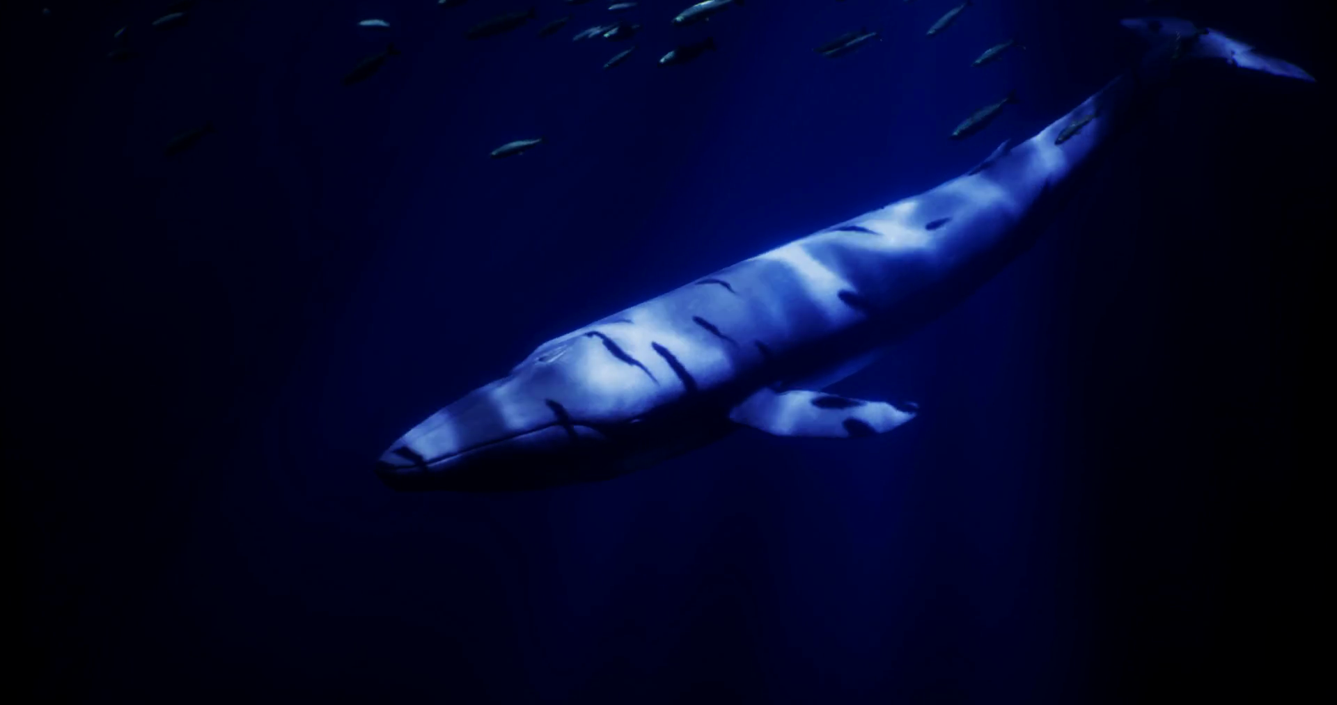 Majestic Whale Glides Through Deep Ocean Stock Motion Graphics SBV ...