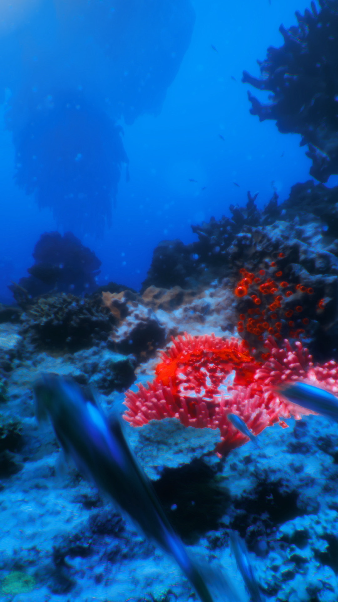 Vibrant Coral Reef Underwater Landscape Stock Footage SBV-353139928 ...