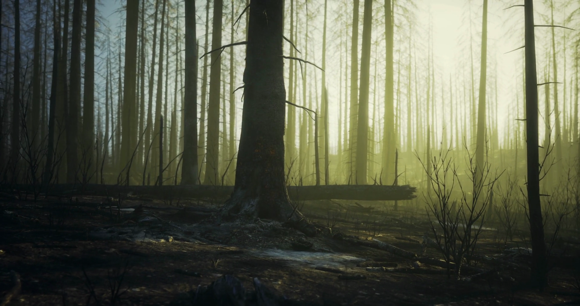 Misty Light Filters Through Burned Forest In Stock Motion Graphics SBV ...