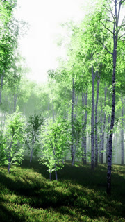 Lush green forest filled with sunlight and vibrant foliage on a serene morning