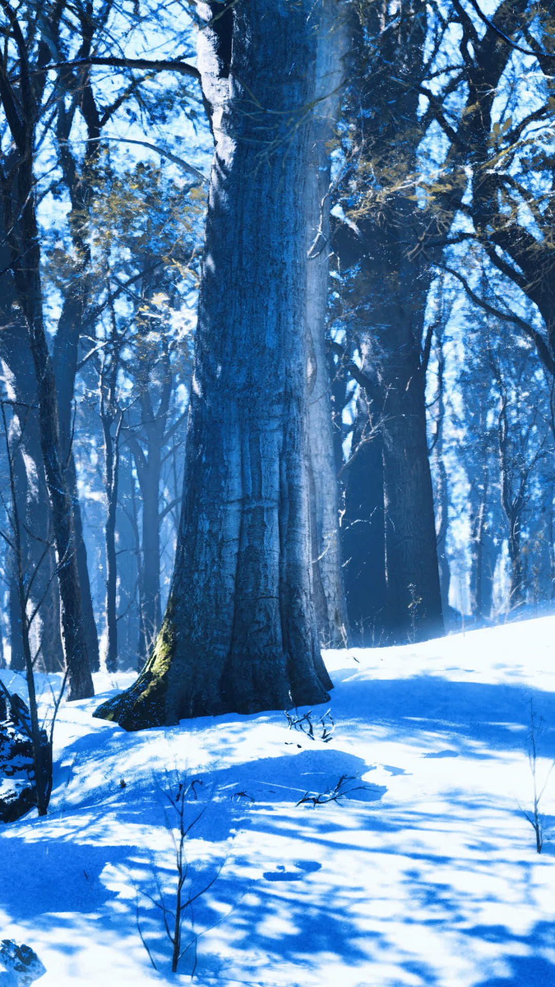 Transforming Forest Into Winter Wonderland Stock Footage SBV-353102093 ...