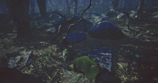 Mysterious forest with rocks and vines under soft light invites exploration
