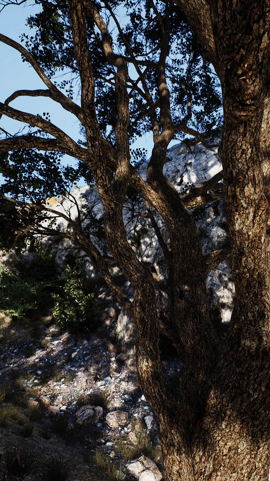 Big Tree With Rock Formations On Mountainside Stock Footage SBV ...