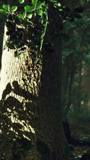 Light filtering through trees creates intricate shadows in a forest