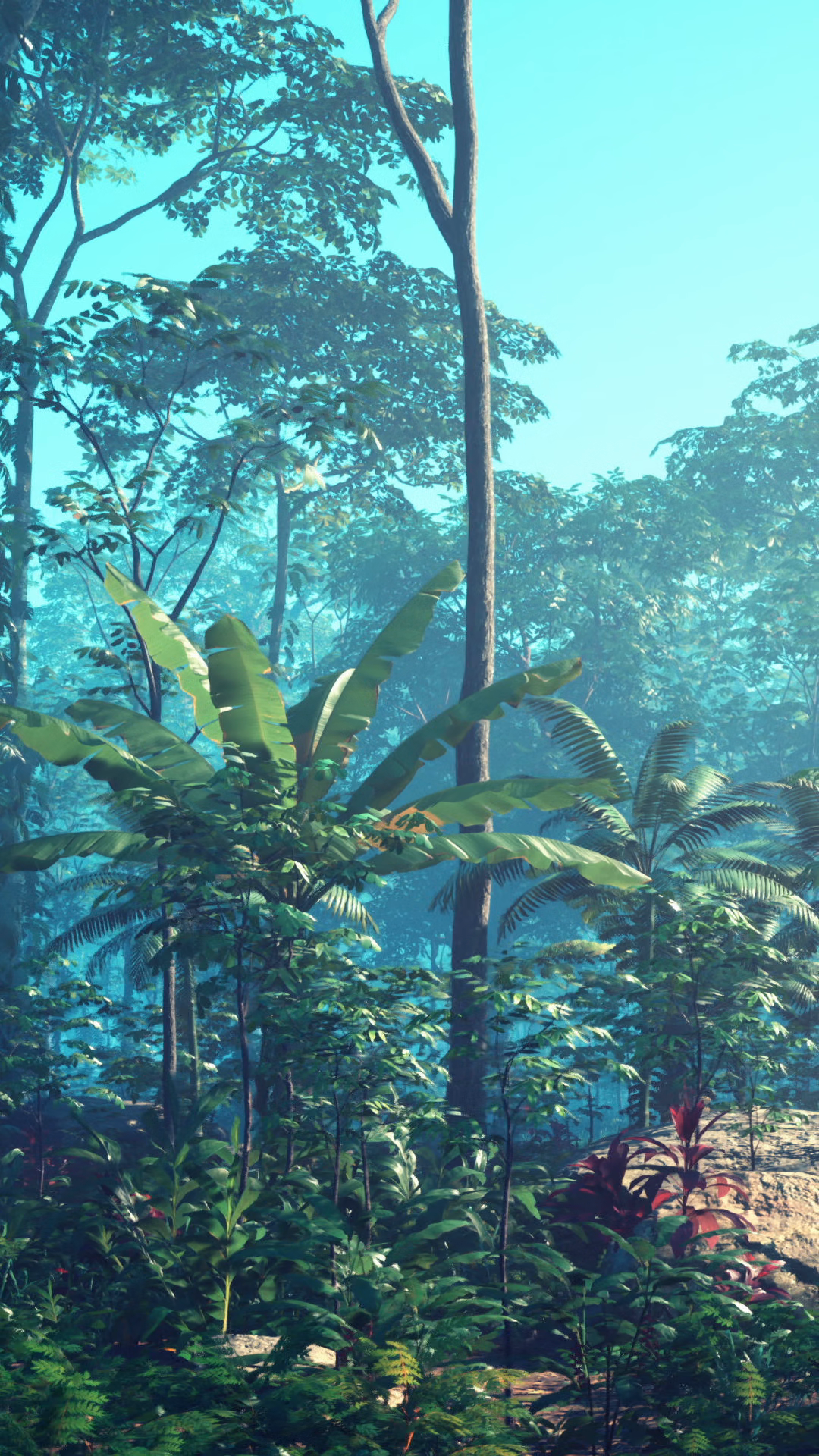 Photo of Trees in the Forest · Free Stock Photo, image size:1080x1920