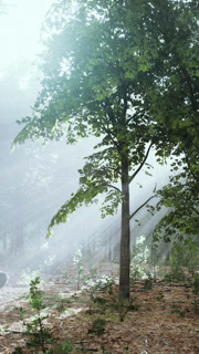 forest trees nature green wood sunlight view