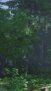 Lush green forest with tall trees and dense vegetation during daylight hours