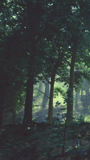 Light filters through trees in a forest during morning hours