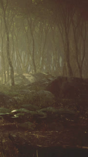 Sunlight breaks through trees in a forest