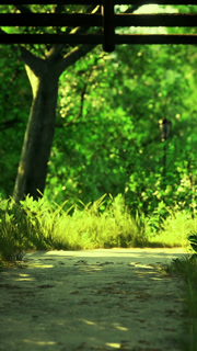Path through green trees with sunlight and grass in park setting