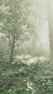 Fog covers the forest floor in the early morning light among the trees