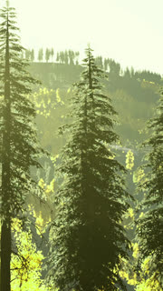 Tall trees standing in a forest with a distant hillside under sunlight